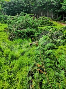 Big garden clearance and trees cut short
